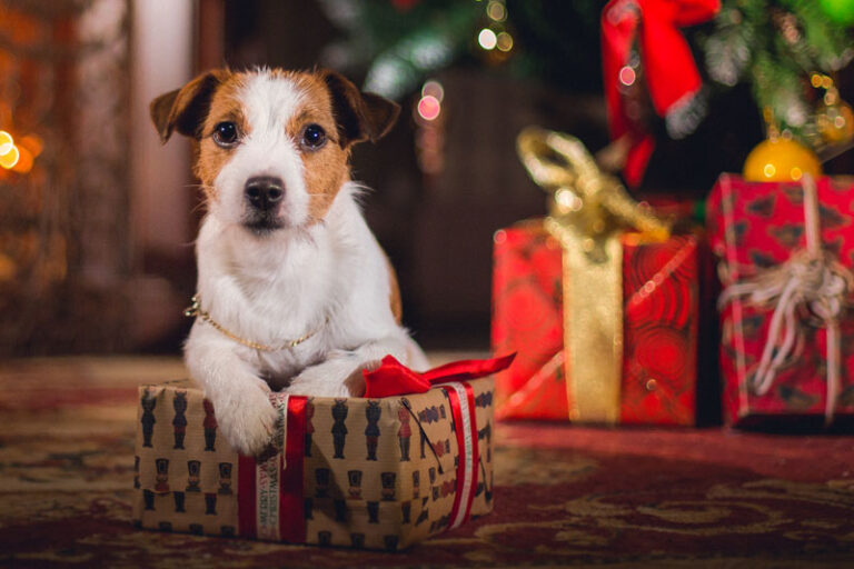 How to Have a Canine-friendly Christmas - The Pantiles  Royal Tunbridge Wells